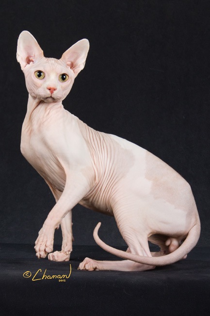 white sphynx